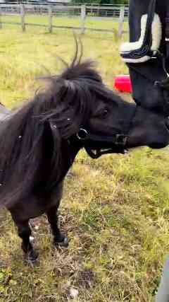 When a Gentle Giant Meets a Feisty Mama Pony