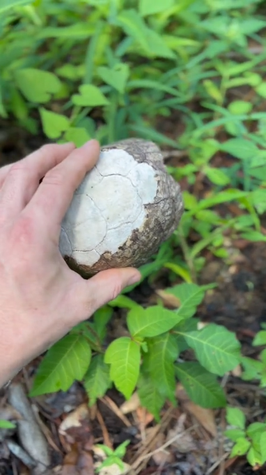 Turtle Shells, Arrowheads & Nature Treasures