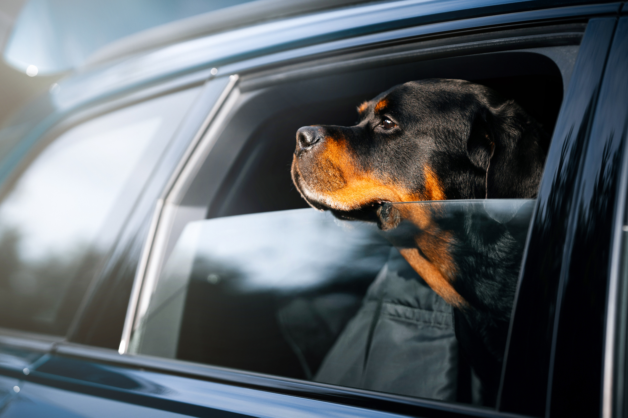 Rottweiler notices man in car beside owner—what she does next goes viral