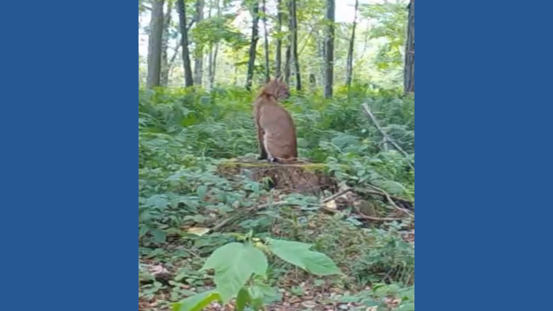 bobcat-on-trail-cam
