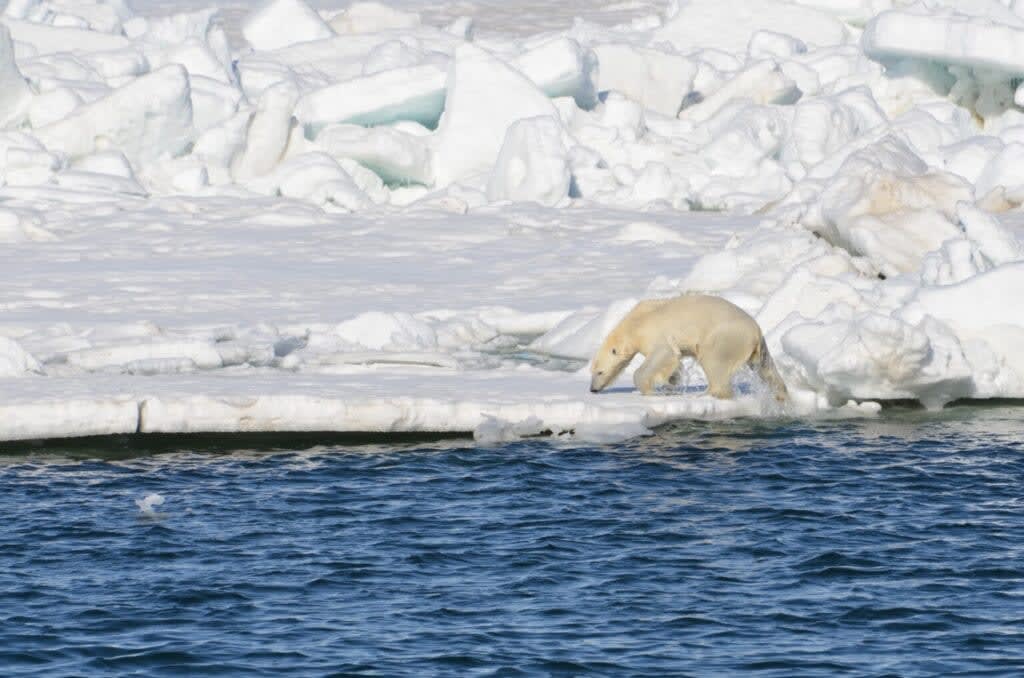 A polar bear walks on ice after pulling iself out of the Chukchi Sea on June 14, 2014. Credit: Brian Battaile/U.S. Geological Survey.