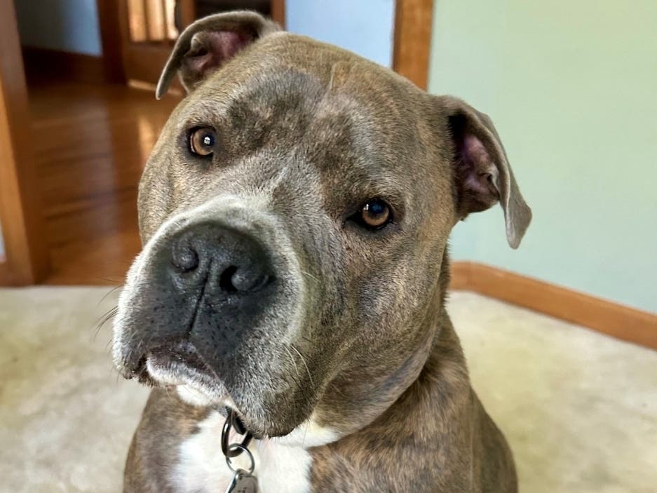 Officer Rescues Dog From Aurora House Fire Video