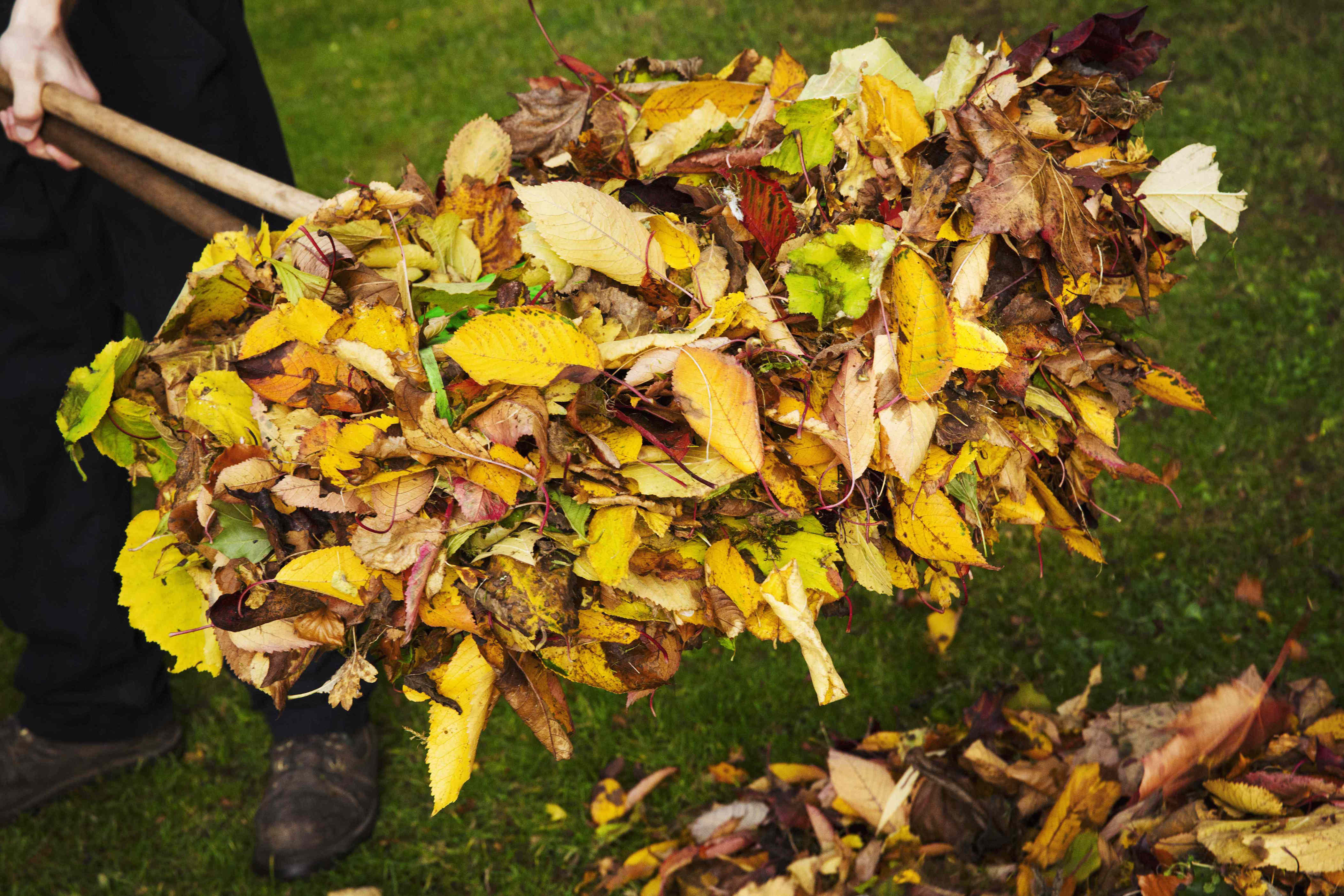 Should you rake your leaves—or just mow them? Here’s what experts recommend