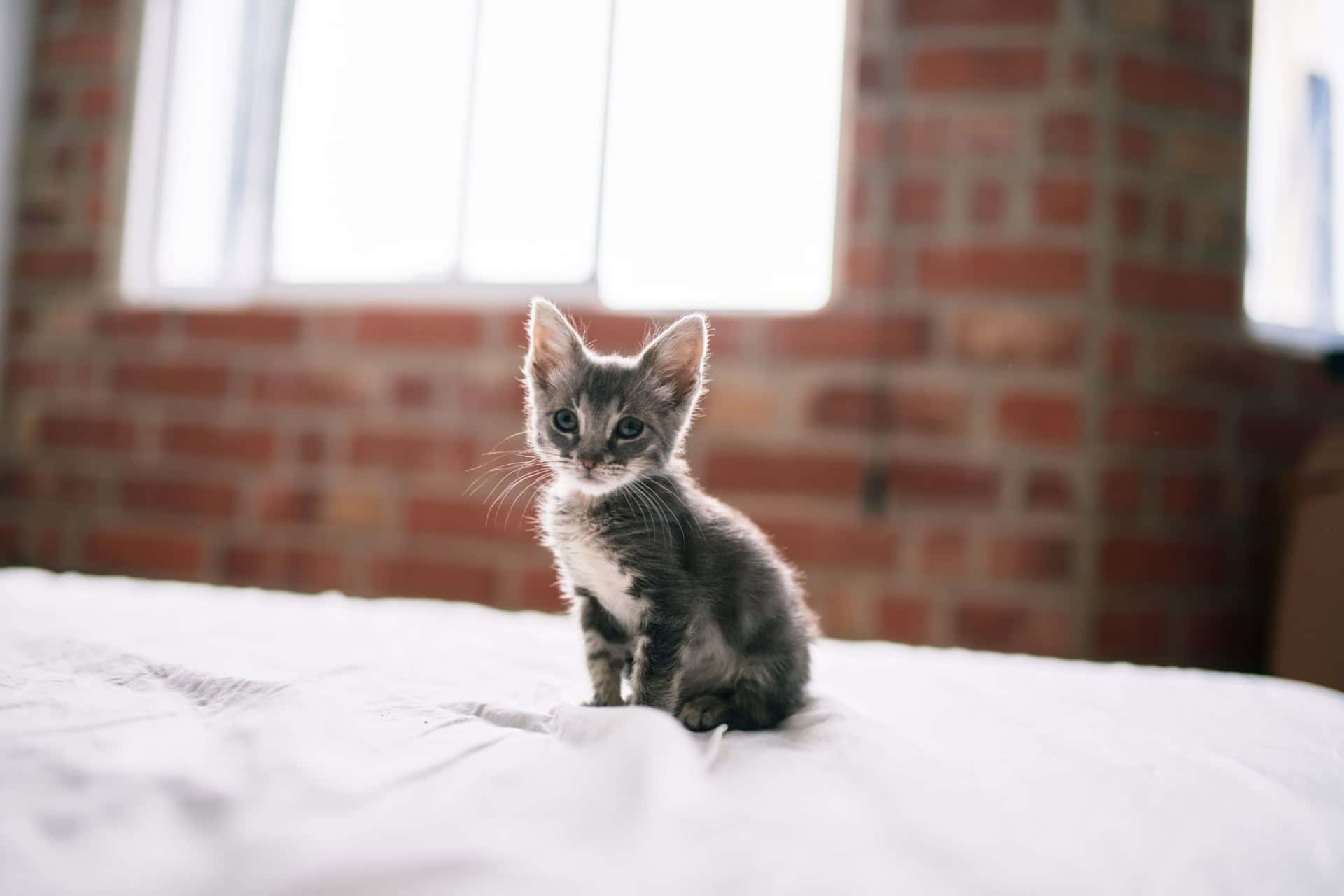 What Cat Breeds Stay Small: Top Tiny Cats You’ll Love