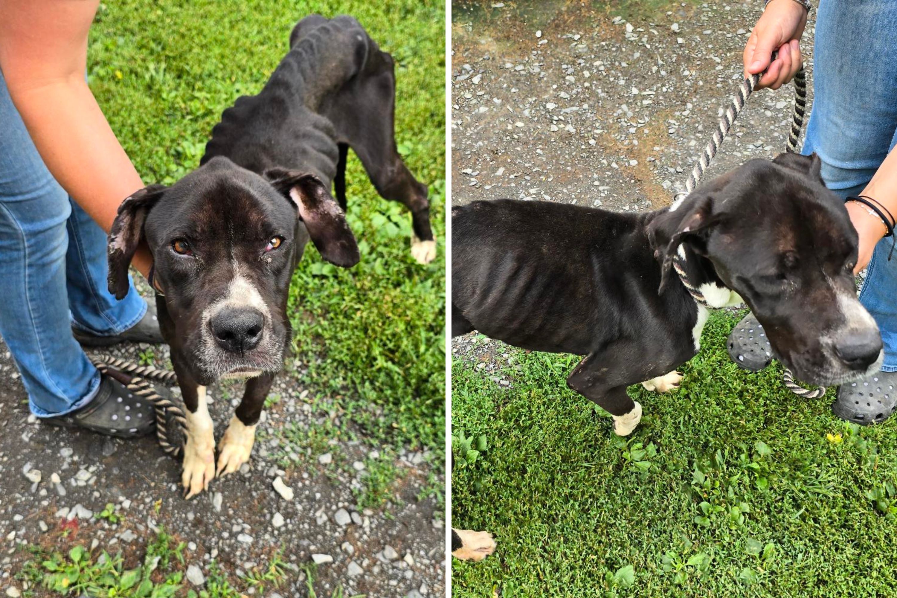 Rescuers have message for owner who dumped dog in 