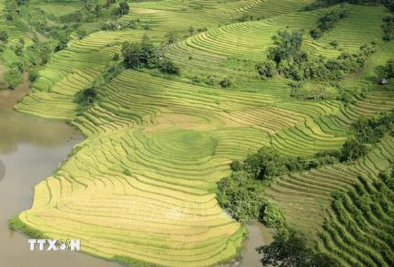 Khám phá các ruộng bậc thang đẹp nhất Lào Cai vào mùa lúa chín