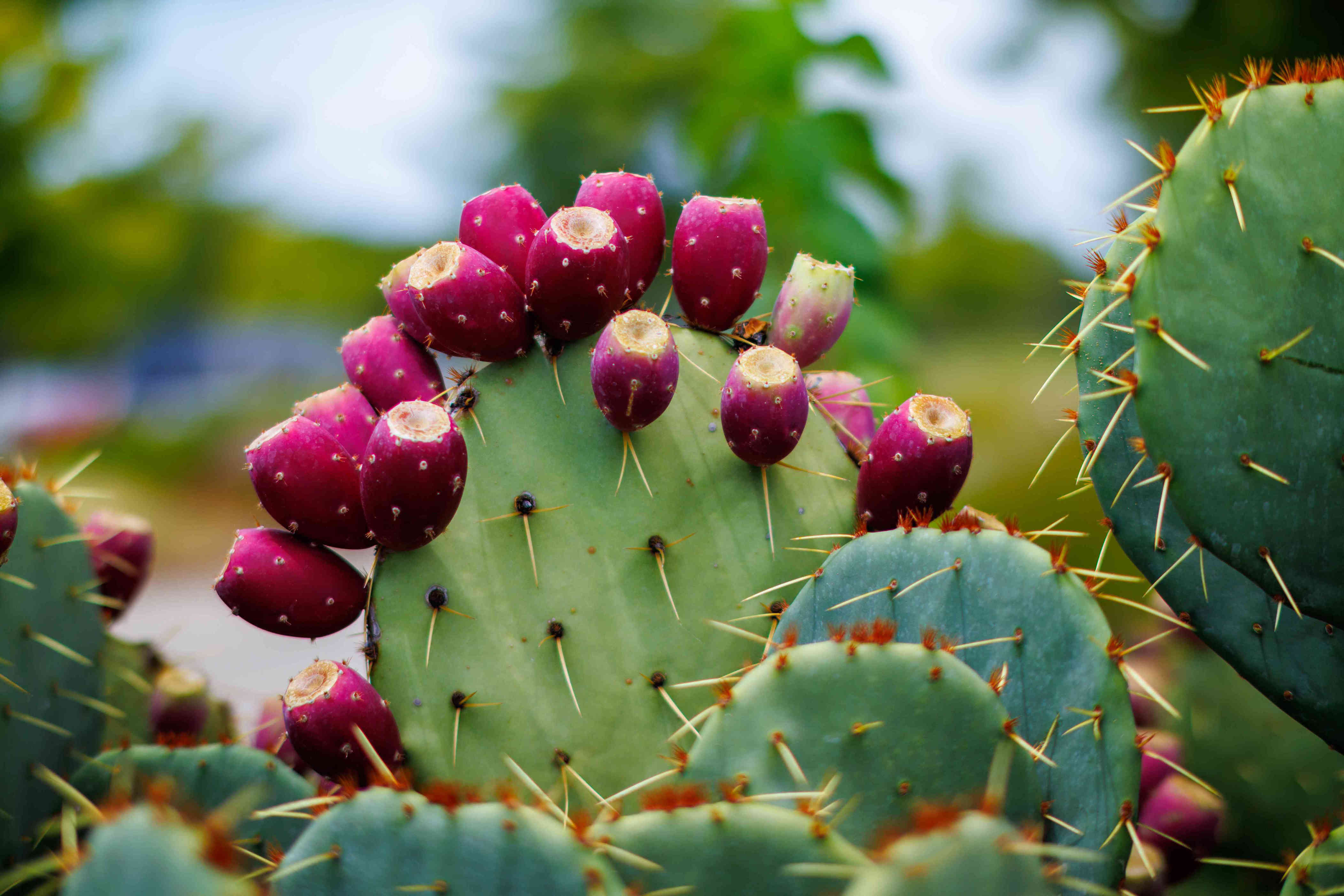 What Eating Prickly Pear Regularly Does To Your Body