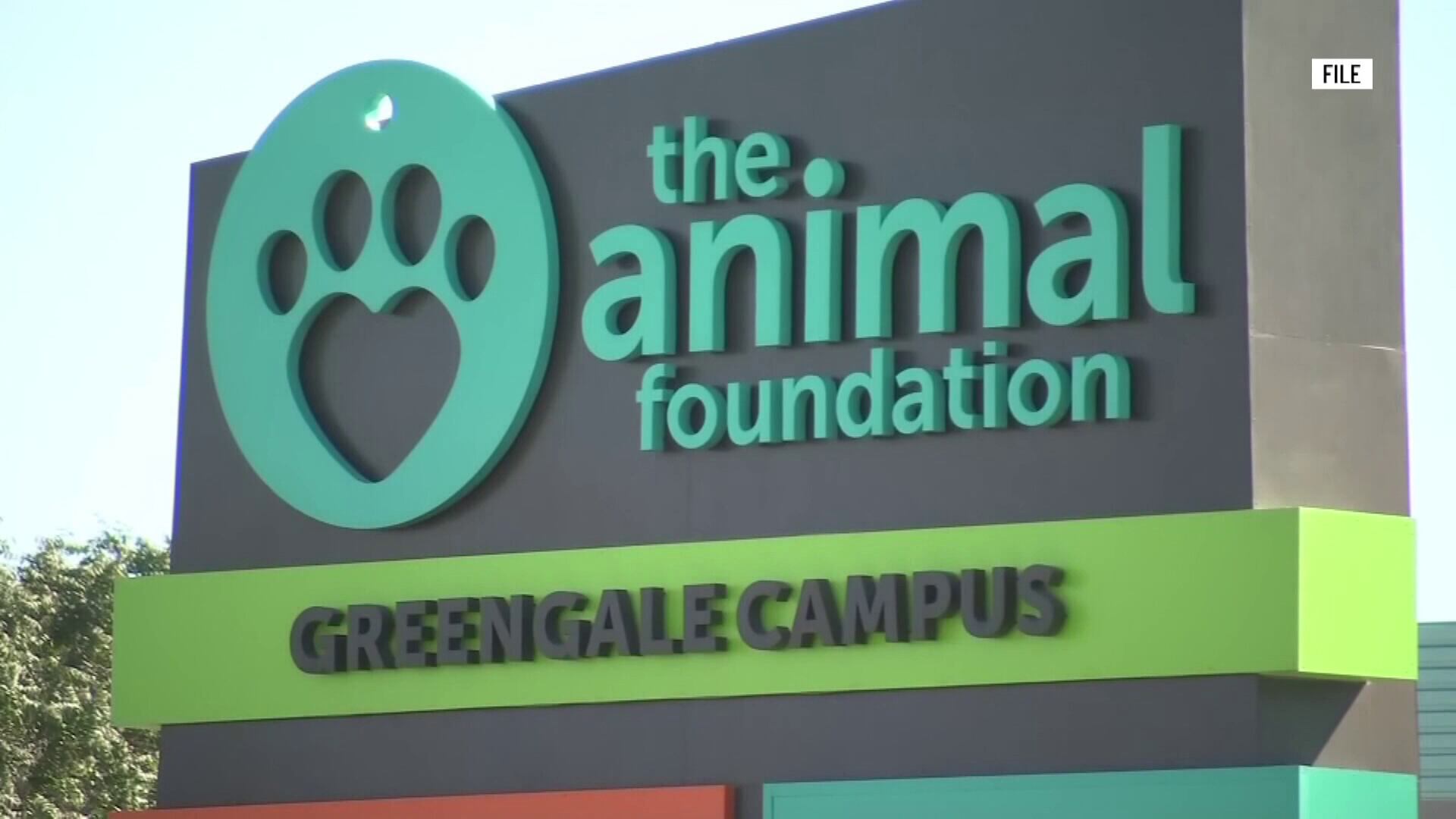 Animal Foundation waiving all adoption fees Saturday in St. Patrick’s ...
