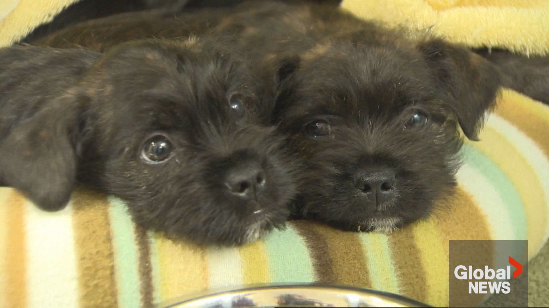 Salmonella outbreak linked to dog food, treats