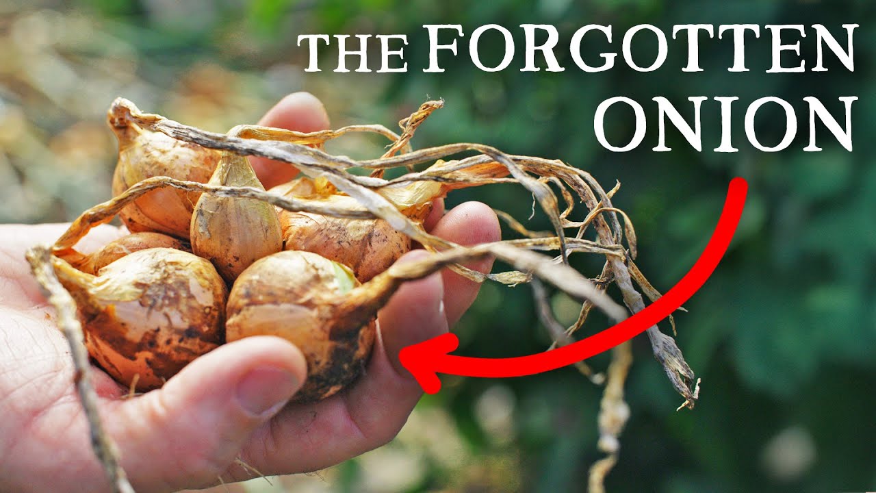 The ancient onion that keeps giving | Rare perennial vegetable