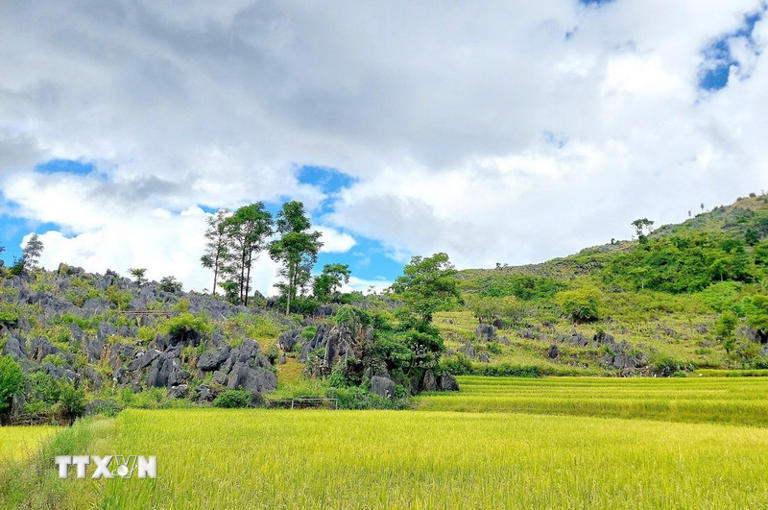 Khám phá các ruộng bậc thang đẹp nhất Lào Cai vào mùa lúa chín