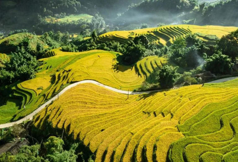 Khám phá các ruộng bậc thang đẹp nhất Lào Cai vào mùa lúa chín