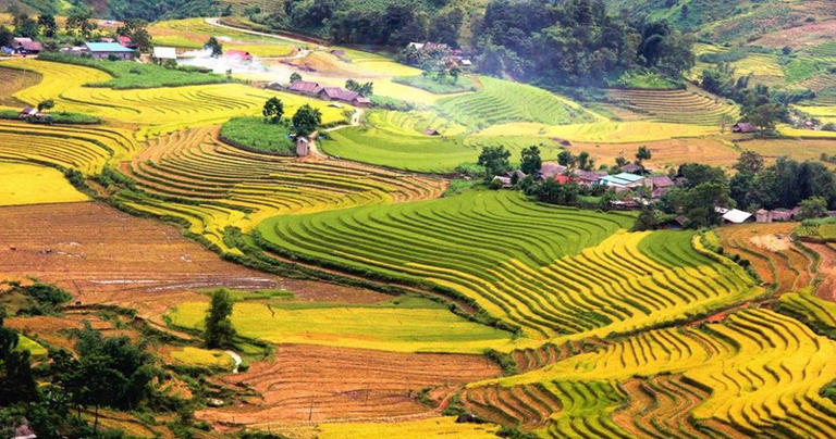 Khám phá các ruộng bậc thang đẹp nhất Lào Cai vào mùa lúa chín