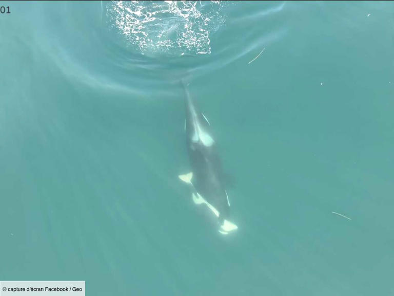 L'Œil de GEO: à l'image de Tahlequah, une orque en deuil observée ...