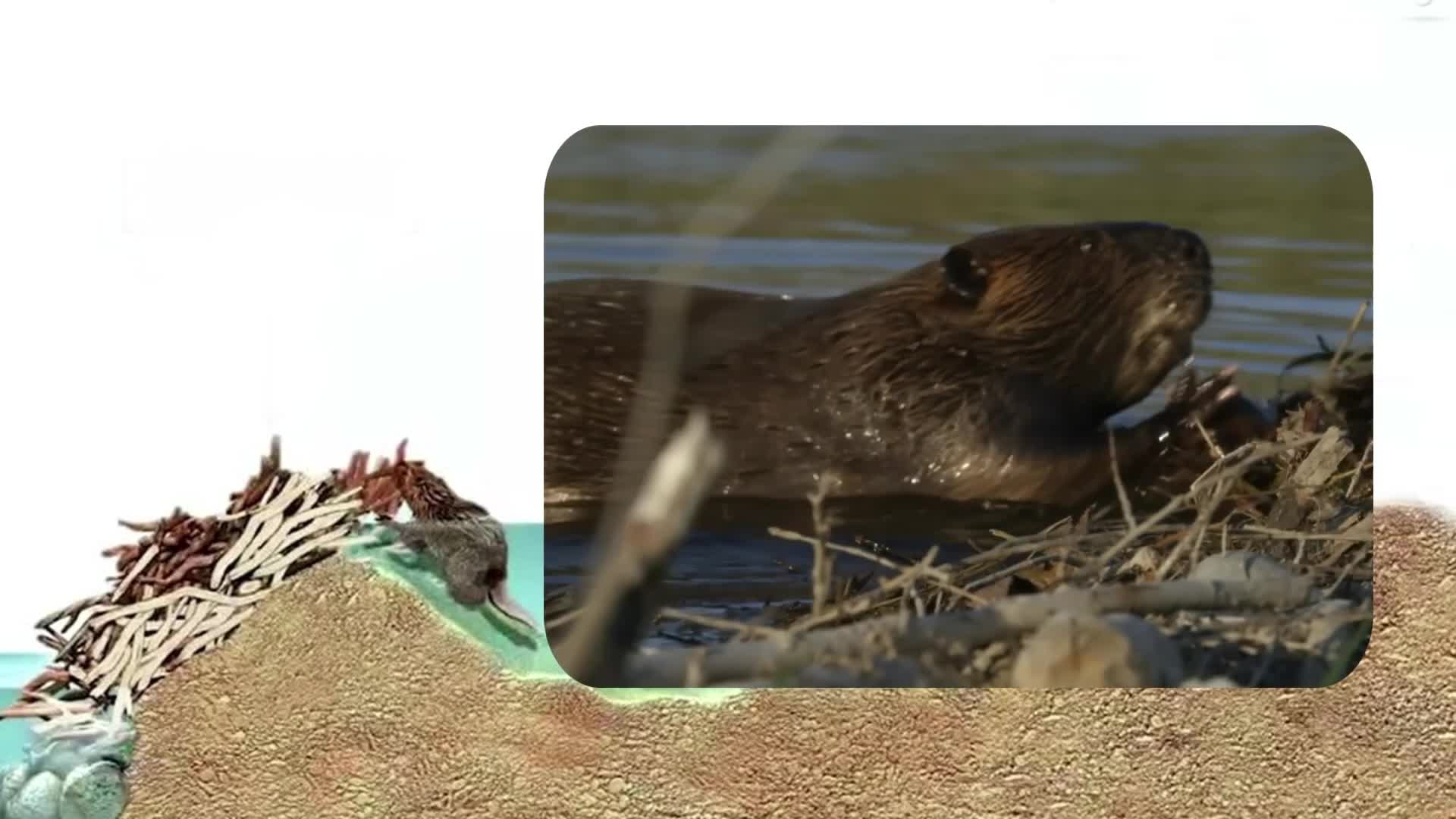 They Released Beavers Into a Wasteland... Then This Happened