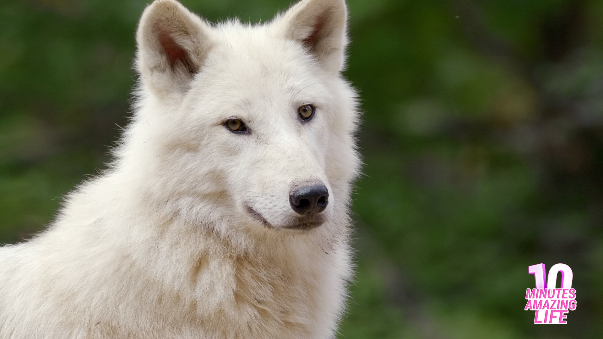 Mojo Wildlife Arctische Wolf - 381052