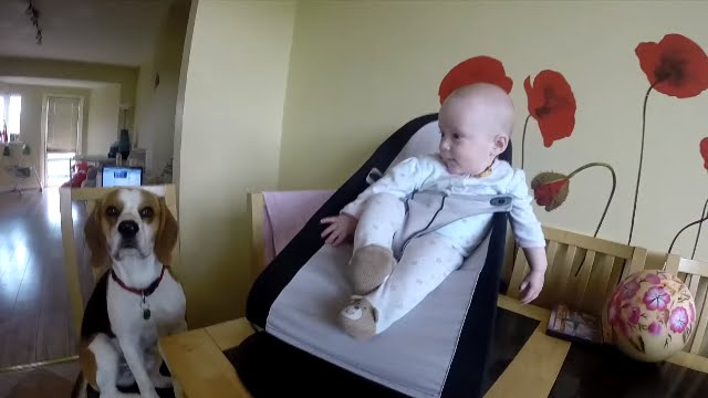 Beagle dog and baby share a sweet and hilarious moment