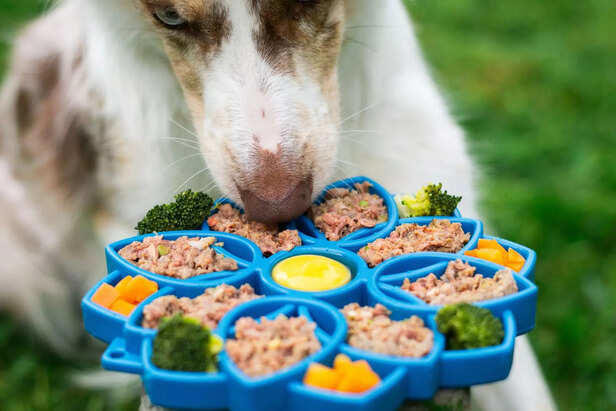 Fruits and Vegetables Dogs and Cats Can and Can't Eat - Healthy Apples For Dogs With Hyperthyroidism