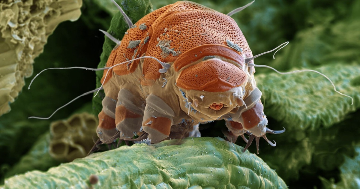 High resolution picture of a tardigrade