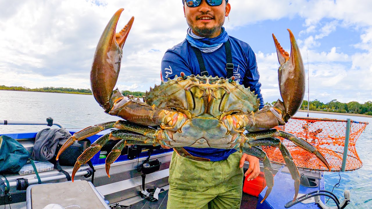 Best tasting crab | Massive mudcrab in Australia