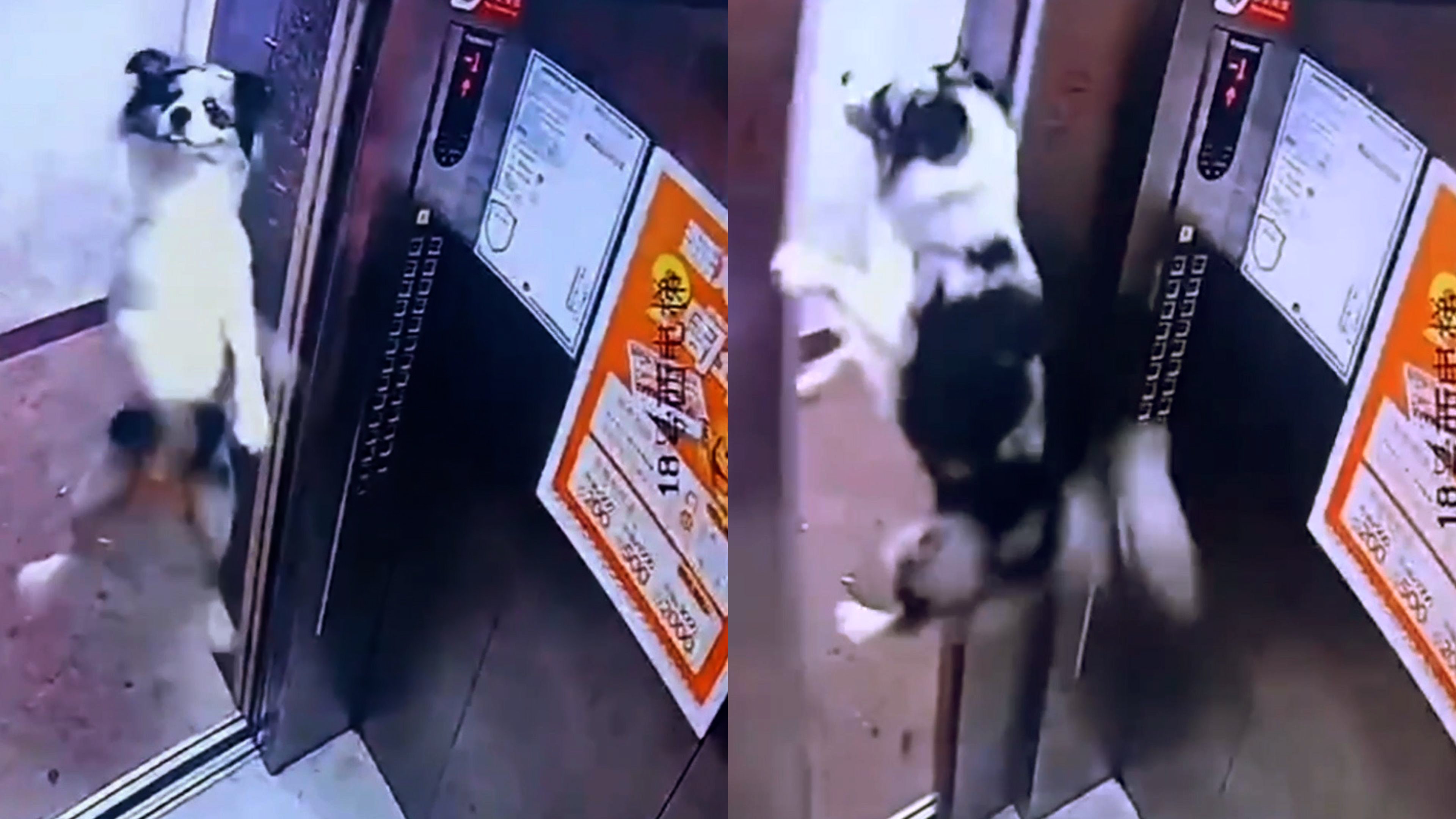 Dog rescued after becoming trapped in lift by leash