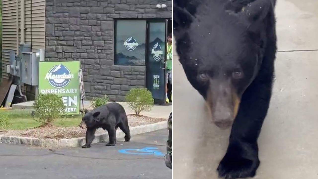 NJ bear attacks 90yearold Dollar General customer, dog, chases