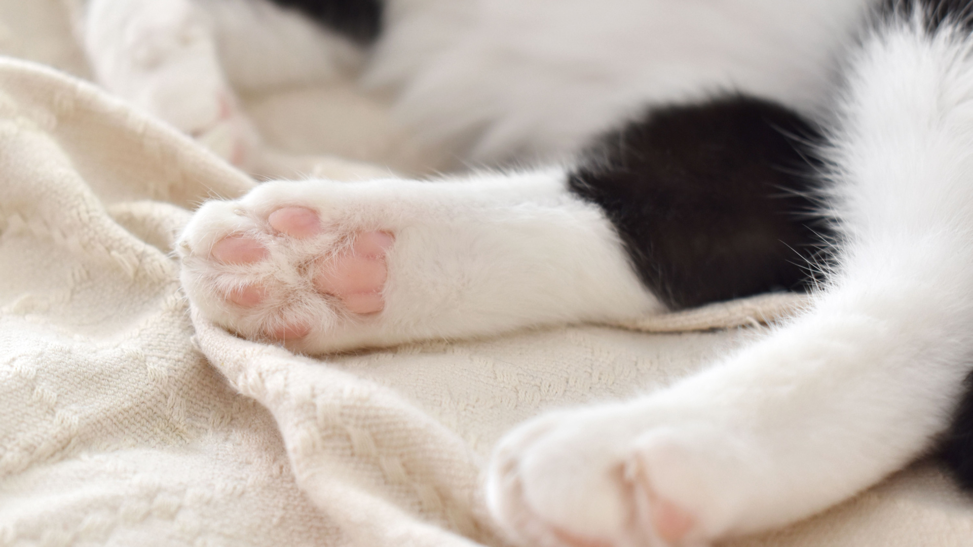 why-do-cats-have-toe-beans