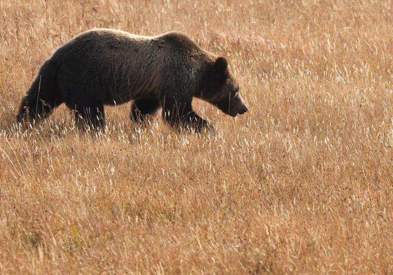 Hiker attacked by bear during ‘surprise encounter’ in Yellowstone