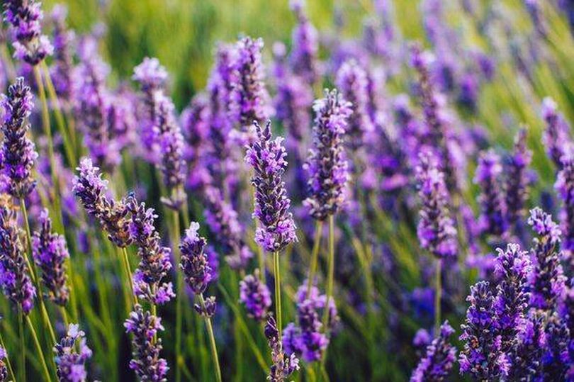 This one plant acts as a natural defence against pests and may already ...
