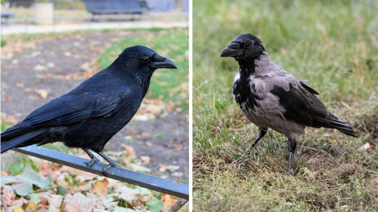 Why crows look different in eastern Germany