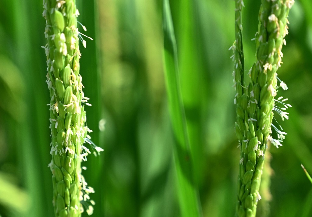 浙江武义：金秋时节稻花开