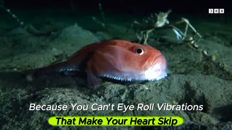 Sea Monster Caught On Camera By Fisherman Shocking Footage