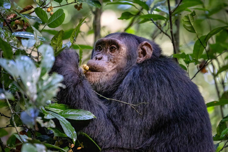 Wild chimpanzees consume 2 cocktails’ worth of alcohol a day by
