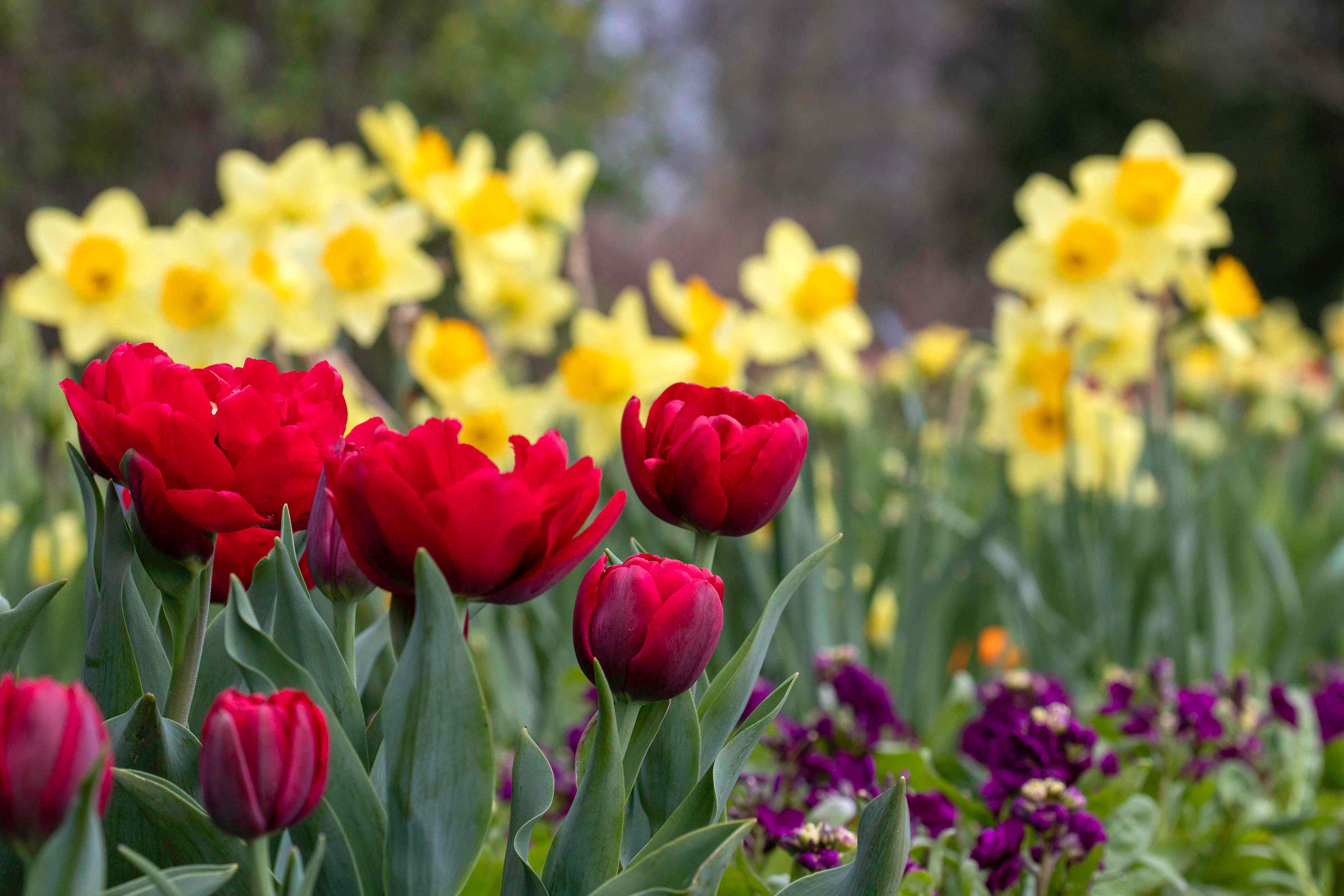 7 Flowering Bulbs To Plant In September For A Showy Spring Garden