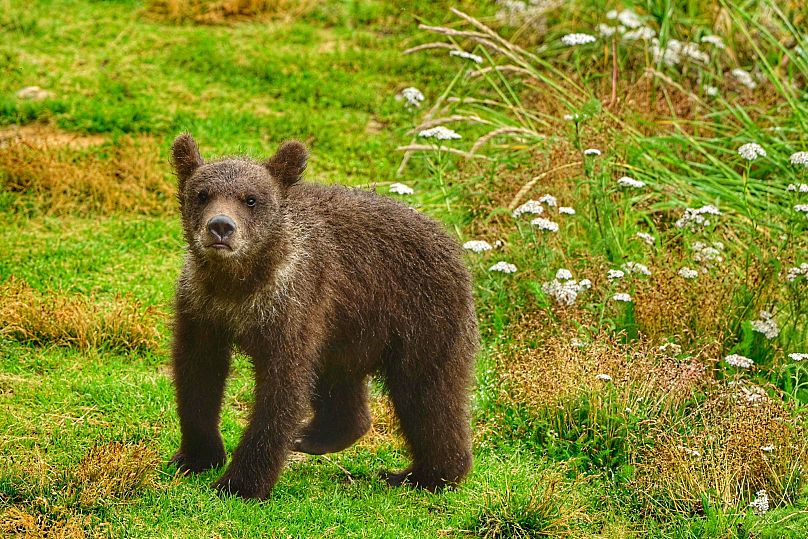 What Is Fat Bear Week Alaska S Chunkiest Brown Bears Compete For Title