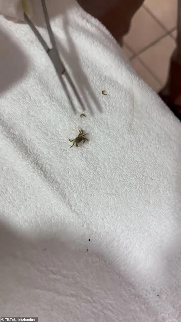 Moment doctor pulls a CRAB out of a boy's ear following trip to the beach