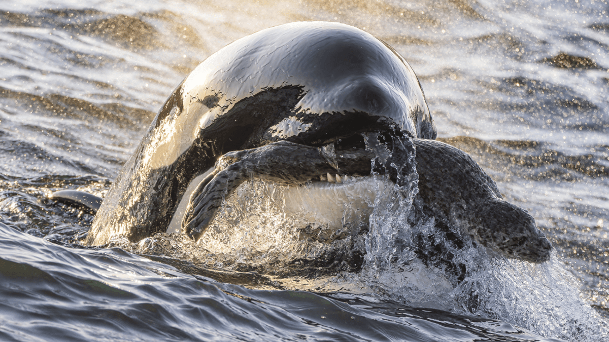 1-Year-Old Orca Takes Out A Big Fat Seal In This Award-Winning – And ...