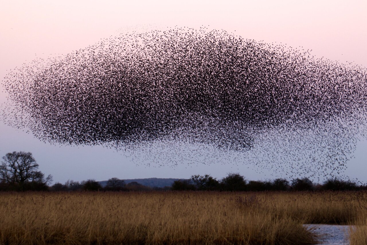 What flocking birds can teach AI about reducing noise