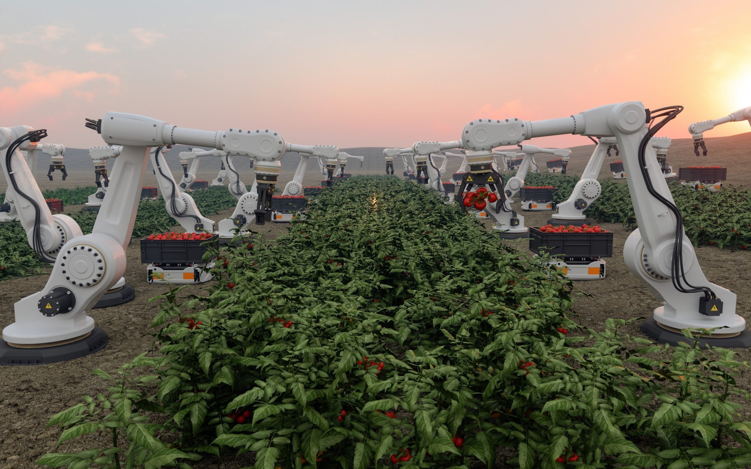 Modern Smart Farming With Robots Harvesting Vegetables In The Farm