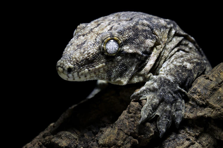 Listen to the bizarre snoring sounds coming from this gecko