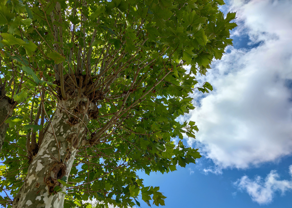 15 Largest Tree Species in The World