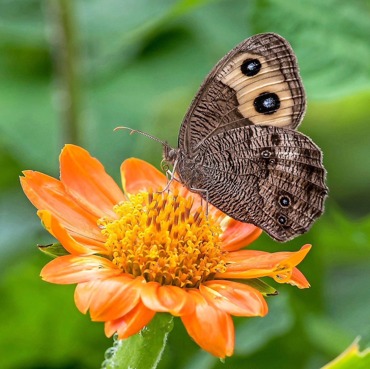 common wood nymph butterfly