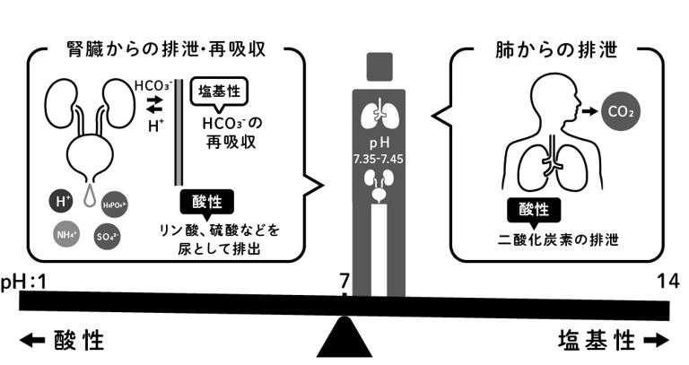 体内の酸塩基平衡（図版作成：酒井春）