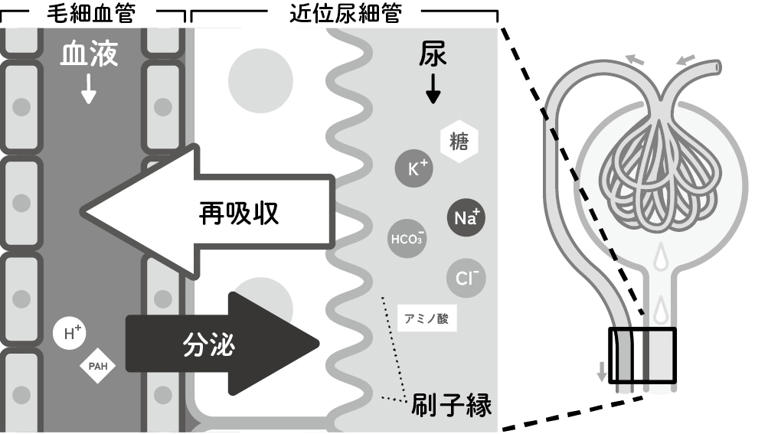 糸球体と近位尿細管における再吸収の模式図（図版作成：酒井春）
