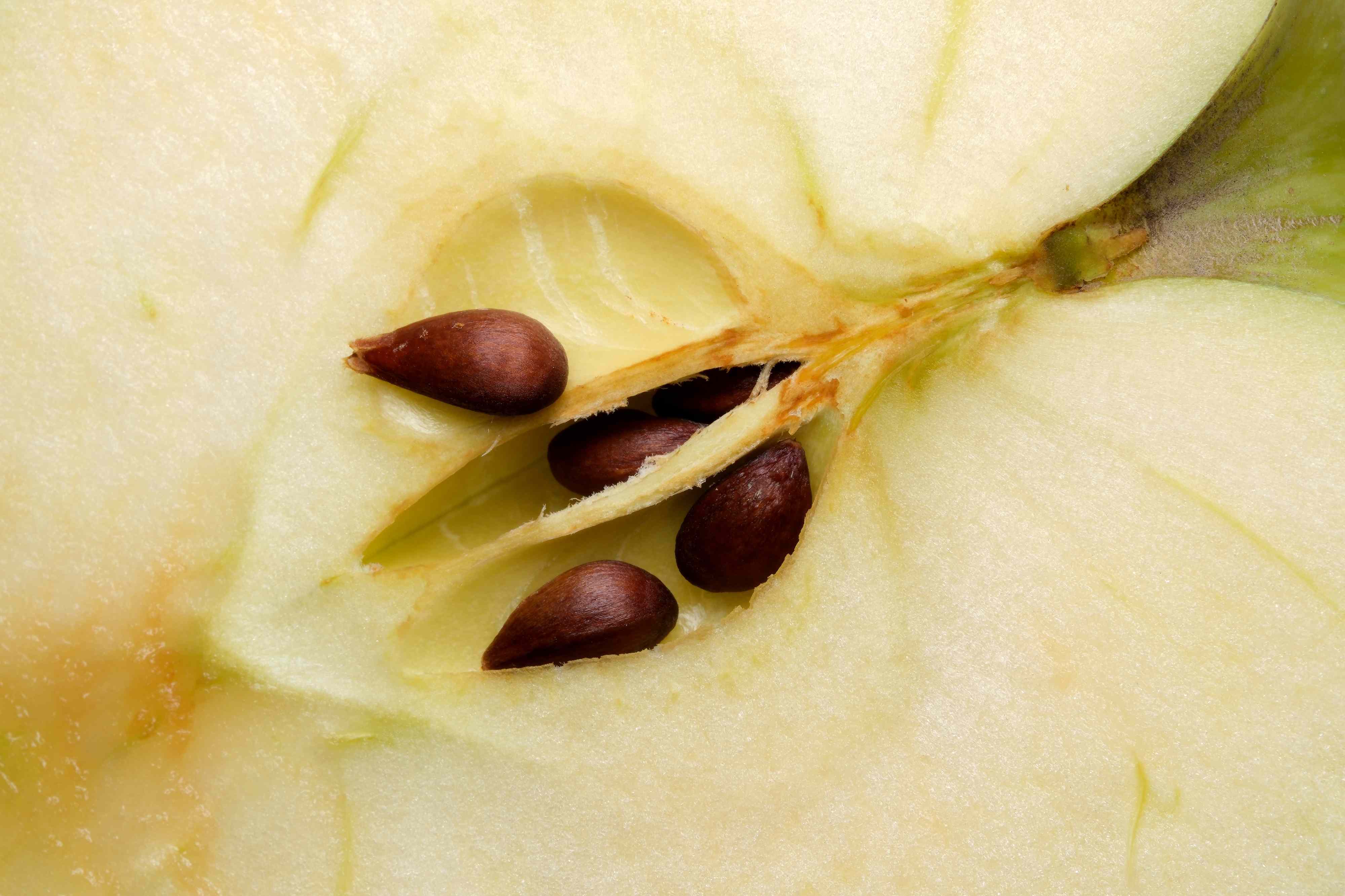 Picture Idea: 5 Serious Side Effects Of Eating Apple Seeds