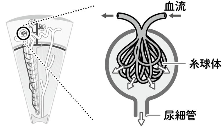 腎臓にある糸球体（図版作成：酒井春）