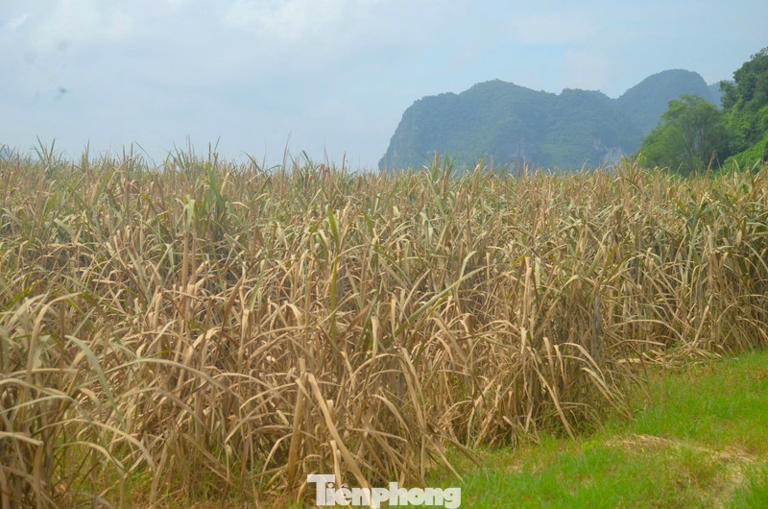 'Khóc ròng' vì cánh đồng mía héo quắt, chết khô sau mưa lũ