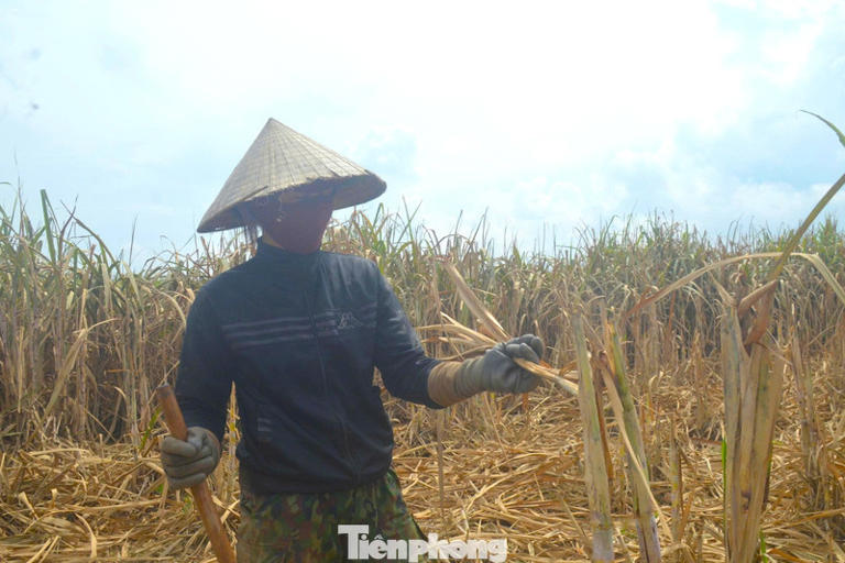 'Khóc ròng' vì cánh đồng mía héo quắt, chết khô sau mưa lũ