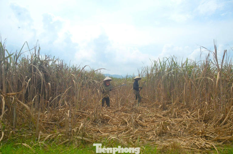 'Khóc ròng' vì cánh đồng mía héo quắt, chết khô sau mưa lũ