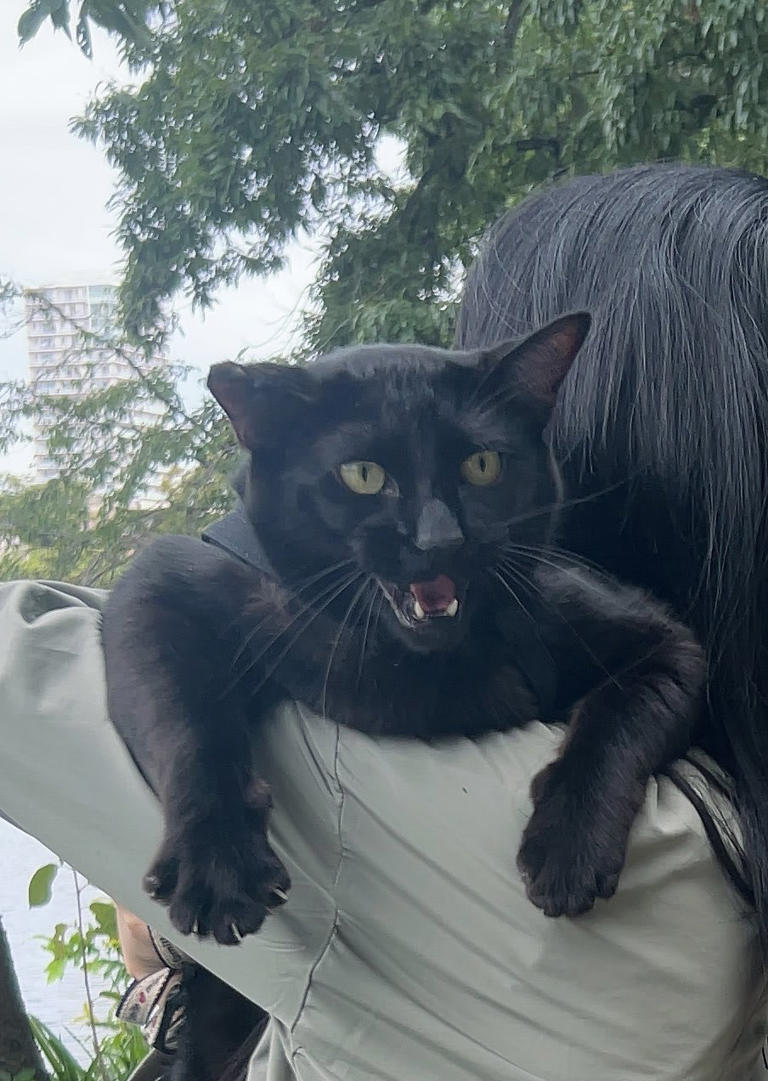 額 女豹に黒猫 額 女豹に黒猫